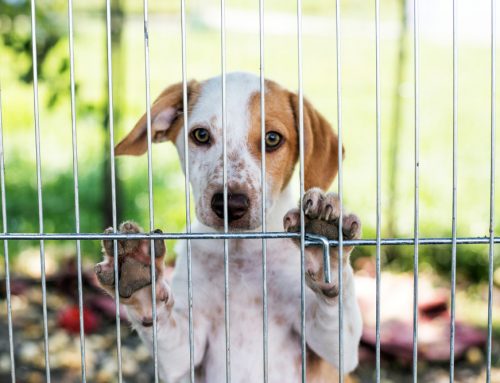 Fact or Fiction? Common Spay and Neuter Myths for Pets