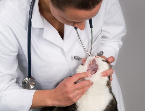 How to Inspire Toothbrushing – Look Inside Your Pet’s Mouth