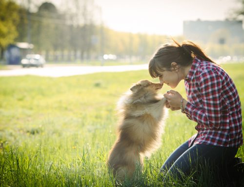 New Years Resolutions for Your Pet’s Health