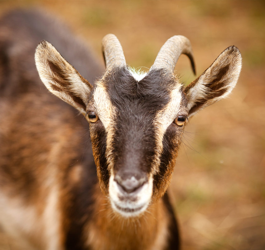 vet-in-russellville-logan-county-animal-clinic